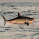 Imagen para el artículo titulado Consiguen grabar en vídeo a unas orcas cazando tiburones blancos en Sudáfrica
